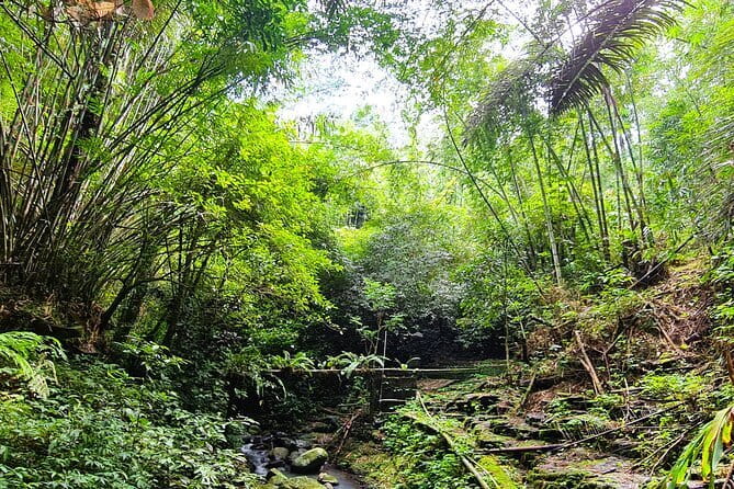 Balis Mystical Jungle Trek & Hidden Waterfall Adventure - A Deep Dive into the Jungle Trek Experience
